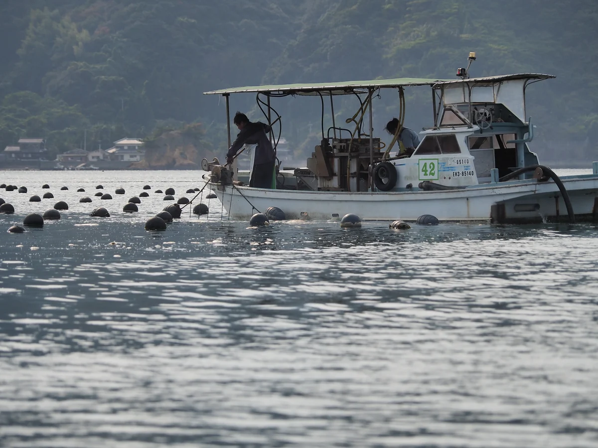 宇和海の養殖場で、船から作業する人々